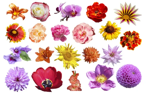 Collage Från Vackra Våren Och Blomma Isolerade Vit Bakgrund — Stockfoto