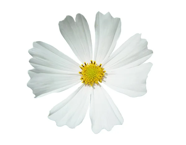 Beyaz Petal Açık Renkli Yalıtımlı Ile Güzel Çiçek — Stok fotoğraf