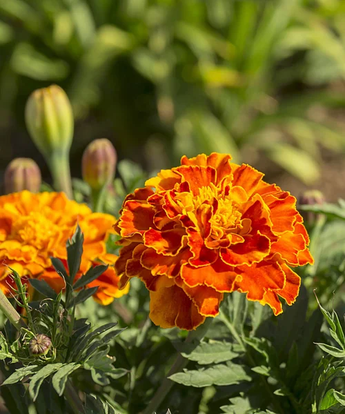 Parlak Kırmızı Çiçek Flowerbed Yeşil Arka Plan Üzerinde Yetişen — Stok fotoğraf