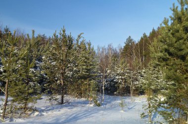Sosnovyy ahşap arka plan mavi gökyüzü güneş günü ve saati, kış boyu üzerine