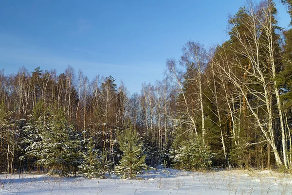 在冬季长度和太阳日的背景蓝天上的 Sosnovyy — 图库照片