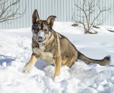 Kara güneş günü kış süreyi, evcil köpek oyunu