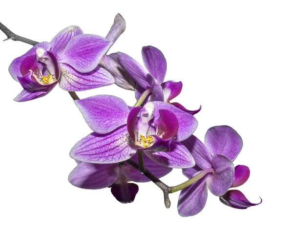 Bela Flor Para Orquídeas Com Pétala Rosa Isolada Fundo Branco — Fotografia de Stock