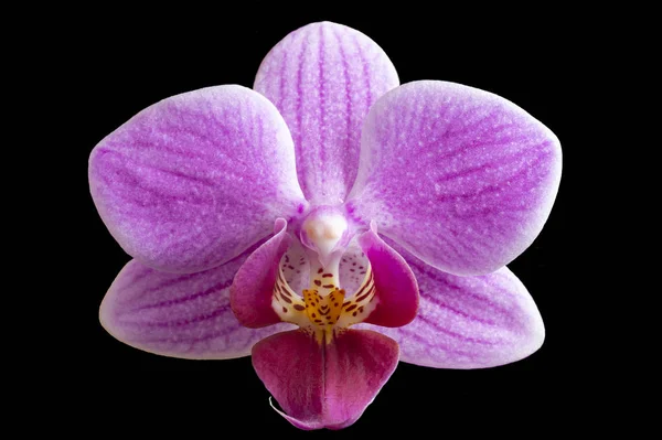 Bela Flor Para Orquídeas Close Isolado Fundo Preto — Fotografia de Stock