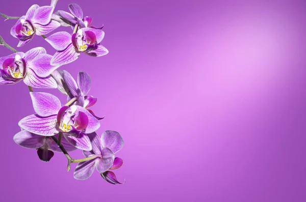 Bela Flor Orquídeas Isoladas Fundo Violeta Cartão Postal Festivo Congratulação — Fotografia de Stock