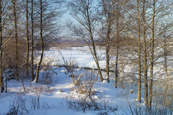 The Winter landscape in wood at solar day on background blue sky