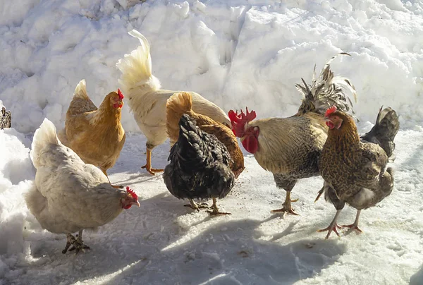 Galo Com Galinha Fazenda Inverno Neve Dia Solar Brilhante — Fotografia de Stock