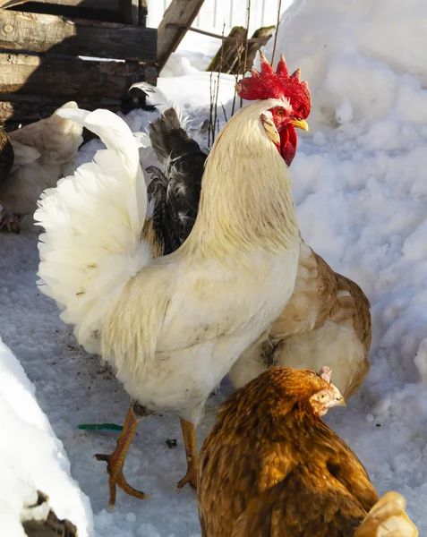 Hahn Mit Henne Auf Bauernhof Winter Schnee Bei Strahlendem Sonnenschein — Stockfoto