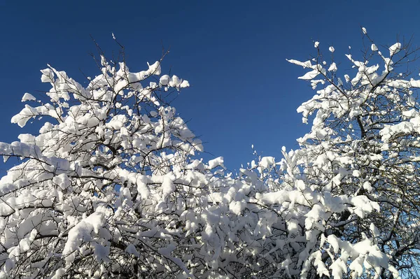 Gałęzie Drzewa Śniegu Tle Niebieskiego Nieba Słoneczny Dzień Zimie — Zdjęcie stockowe