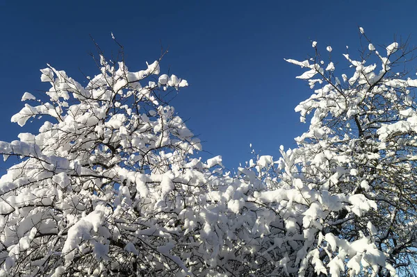 Árbol Ramas Con Nieve Fondo Cielo Azul Día Solar Invierno —  Fotos de Stock