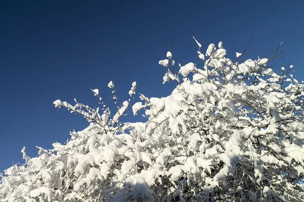 Árbol Ramas Con Nieve Fondo Cielo Azul Día Solar Invierno — Foto de Stock