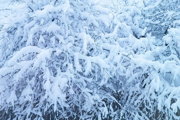 Zima Tle Gałęzi Drzewa Niebieski Snow Słoneczny Dzień — Zdjęcie stockowe