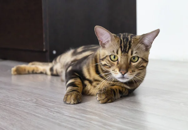 Домашняя кошка отдыхает на светлом полу — стоковое фото