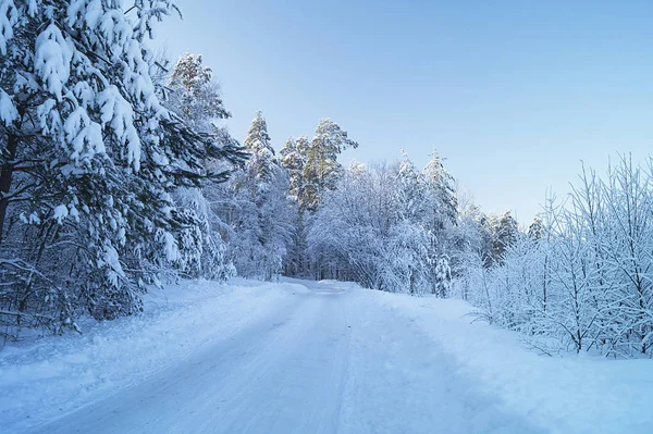 Winter landscape in frozen wood — Stock Photo, Image