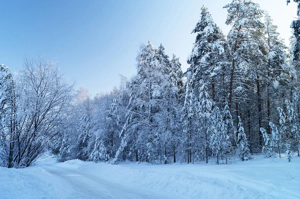 Χειμωνιάτικο τοπίο στο παγωμένο ξύλο — Φωτογραφία Αρχείου