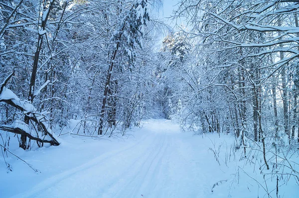 Winter landscape in frozen wood — Stock Photo, Image