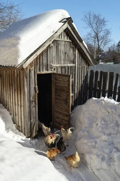 Galinhas ao lado de galinheiro de madeira no dia de inverno — Fotografia de Stock