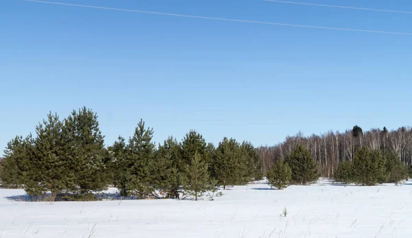 Paisaje invernal en madera con nieve blanca —  Fotos de Stock