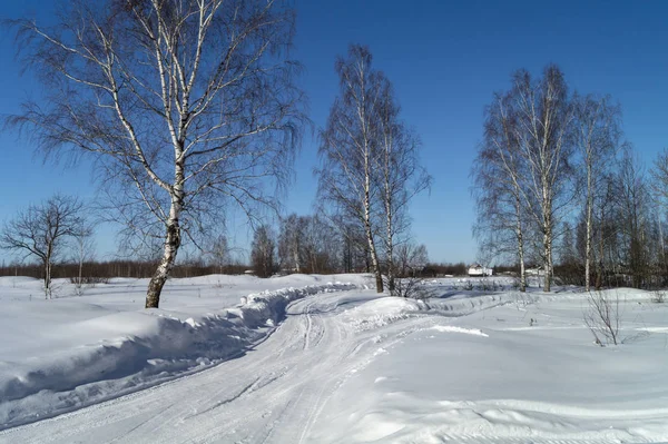 Landschaft mit teuren Birken auf Winterlänge — Stockfoto