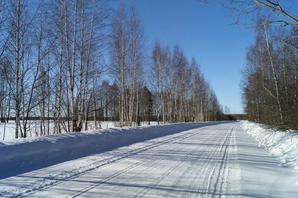 Landschaft mit teuren Birken auf Winterlänge — Stockfoto
