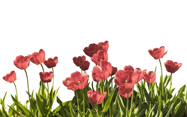 Red tulips with green sheet — Stock Photo, Image