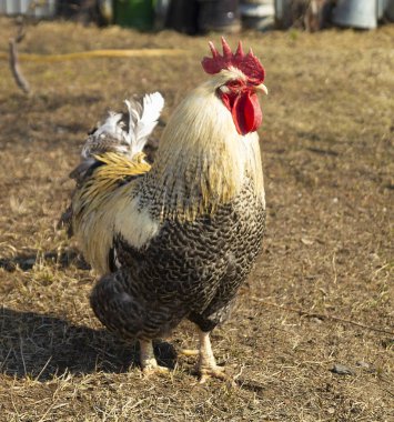 Motley horoz ile kırmızı tarak at güneş gün