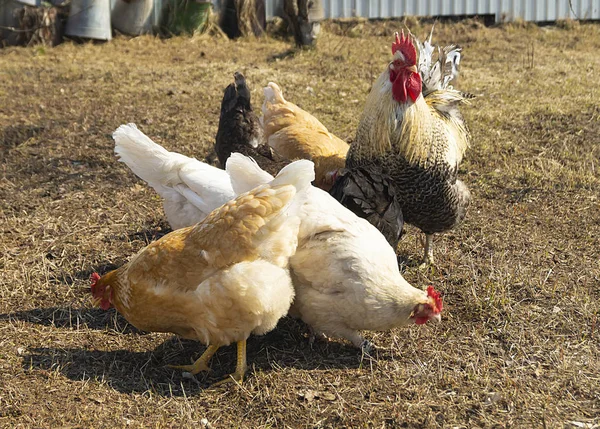 Петух с курицей на суше к весне — стоковое фото