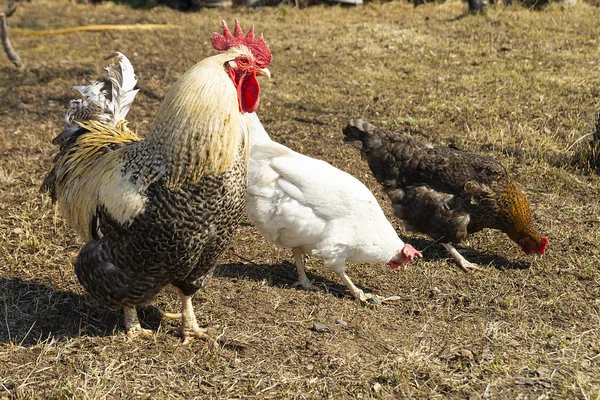 Pik met kip op het land door de lente — Stockfoto