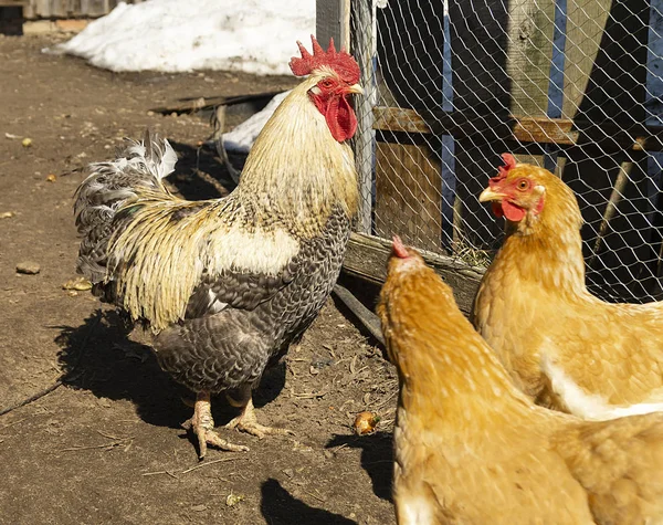 Pik met kip op het land door de lente — Stockfoto