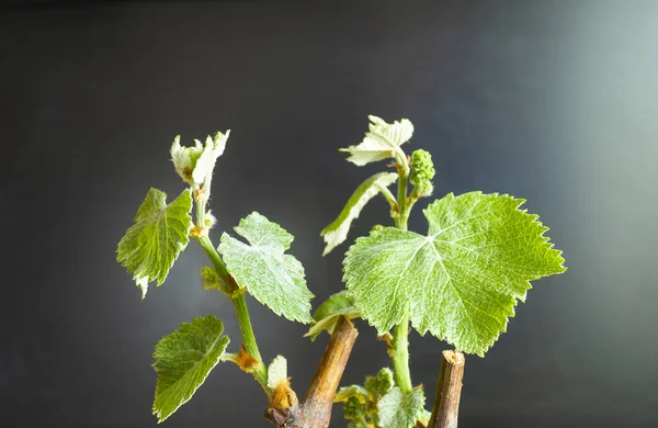 Виноградная ветвь с зеленым полотном — стоковое фото