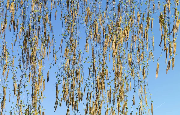 Ramas del abedul con pegamento en primavera —  Fotos de Stock