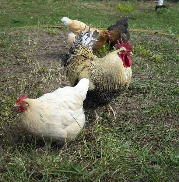 Galo com galinha no dia solar na primavera — Fotografia de Stock