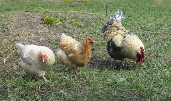 Galo com galinha no dia solar na primavera — Fotografia de Stock