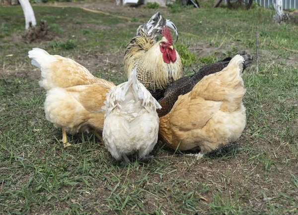 Cazzo con gallina al giorno solare entro la primavera — Foto Stock