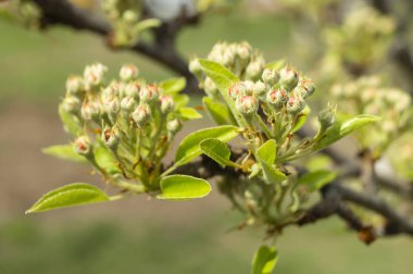 Zaman bahar uzunluğunda armut çiçeği