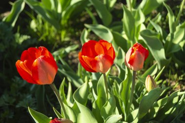 Yeşil arka plan sayfasındaki kırmızı lale