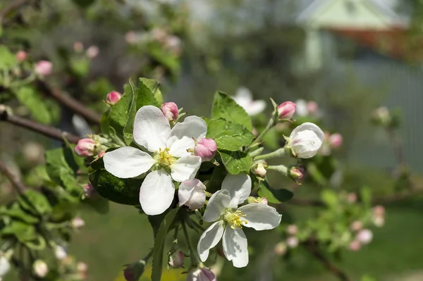 Цветение яблони в саду к весне — стоковое фото