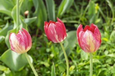 Yeşil arka plan sayfasındaki kırmızı lale