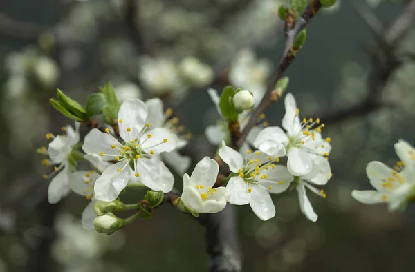 Blossom to cherries at spring length of time — Stock Photo, Image