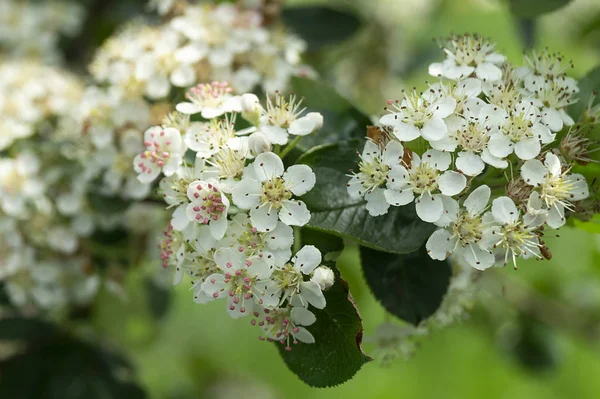 Blossom of black rowanberry at spring length of time — Stock Photo, Image