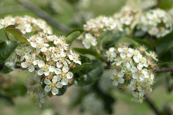 Fleur de rowanberry noire au printemps longueur du temps — Photo