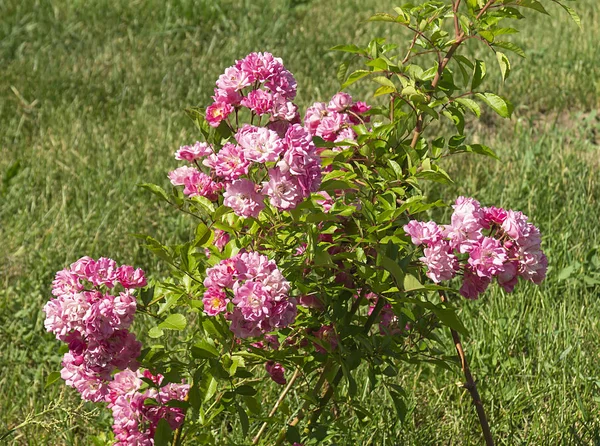 Bush de la rose sur le fond de l'herbe verte — Photo