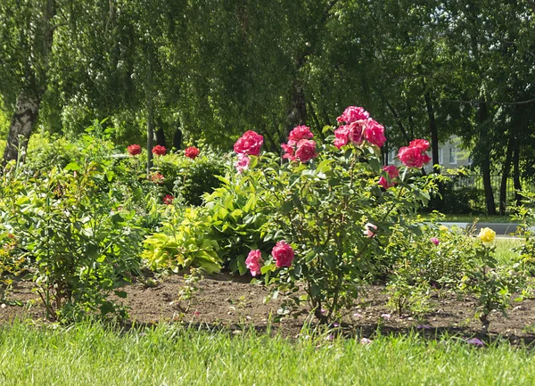 Krzew róży na tle zielonego zioła — Zdjęcie stockowe