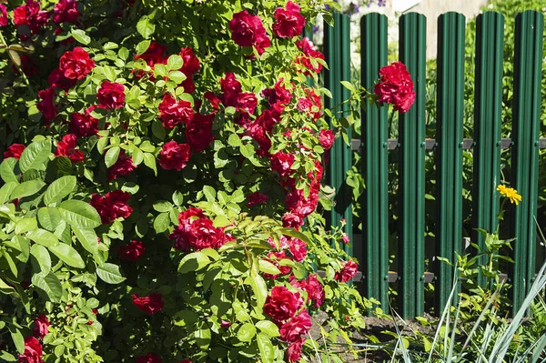 Bush czerwonej róży w okresie letnim — Zdjęcie stockowe