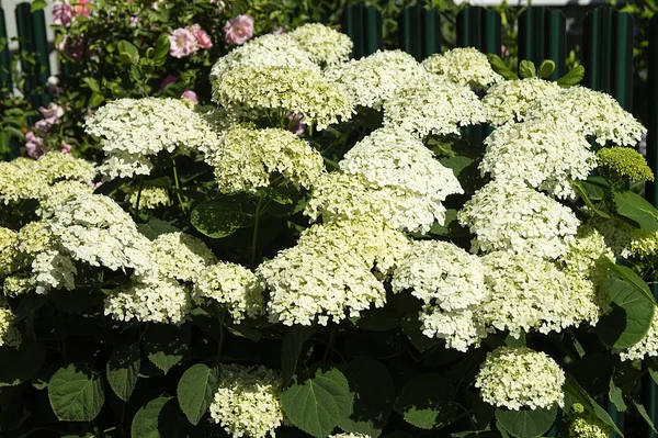 Flower to white hydrangea in garden — Stock Photo, Image