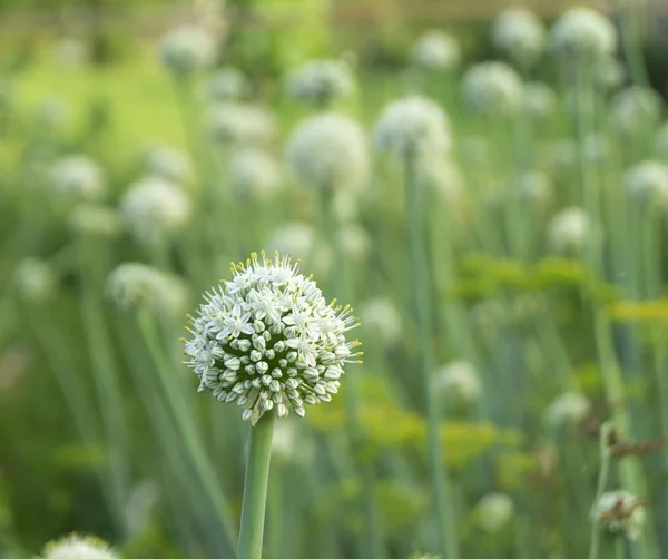 Blossom zielony łękami w ogrodzie na pięknym tle — Zdjęcie stockowe