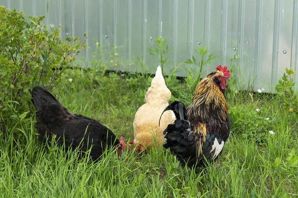 Galo com galinha em erva verde — Fotografia de Stock