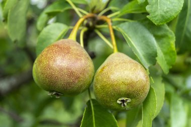 Arka plan yeşil levha üzerinde olgun armut
