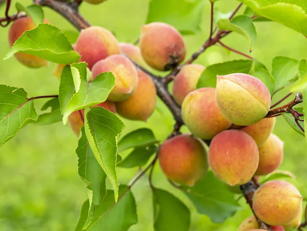 Ripe apricots on background green sheet — Stock Photo, Image