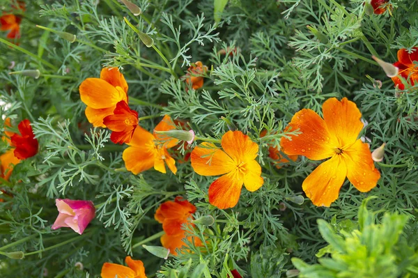 Yeşil bitki arka planda güzel turuncu çiçek